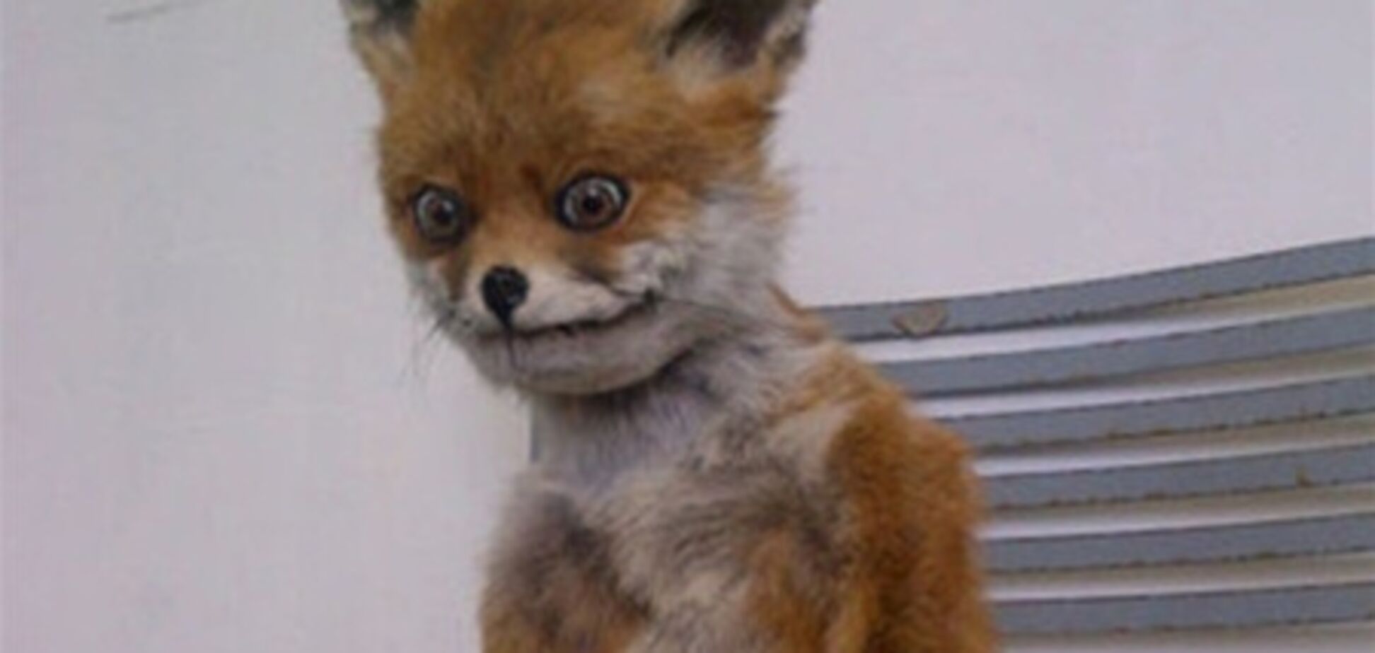 Санкт-Петербургу подарят копию 'Упоротого лиса'
