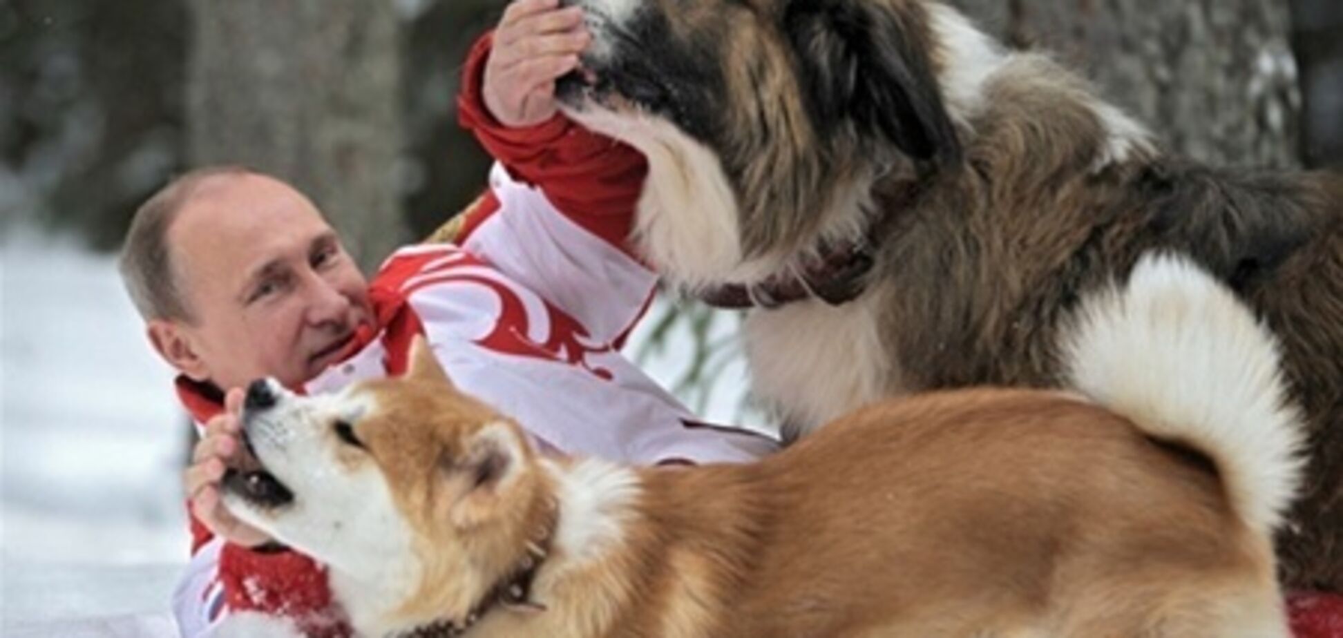 Путин повалялся в снегу вместе с собаками. Фото