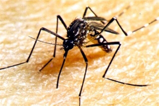 В Сингапуре ожидается вспышка заболевания лихорадкой денге