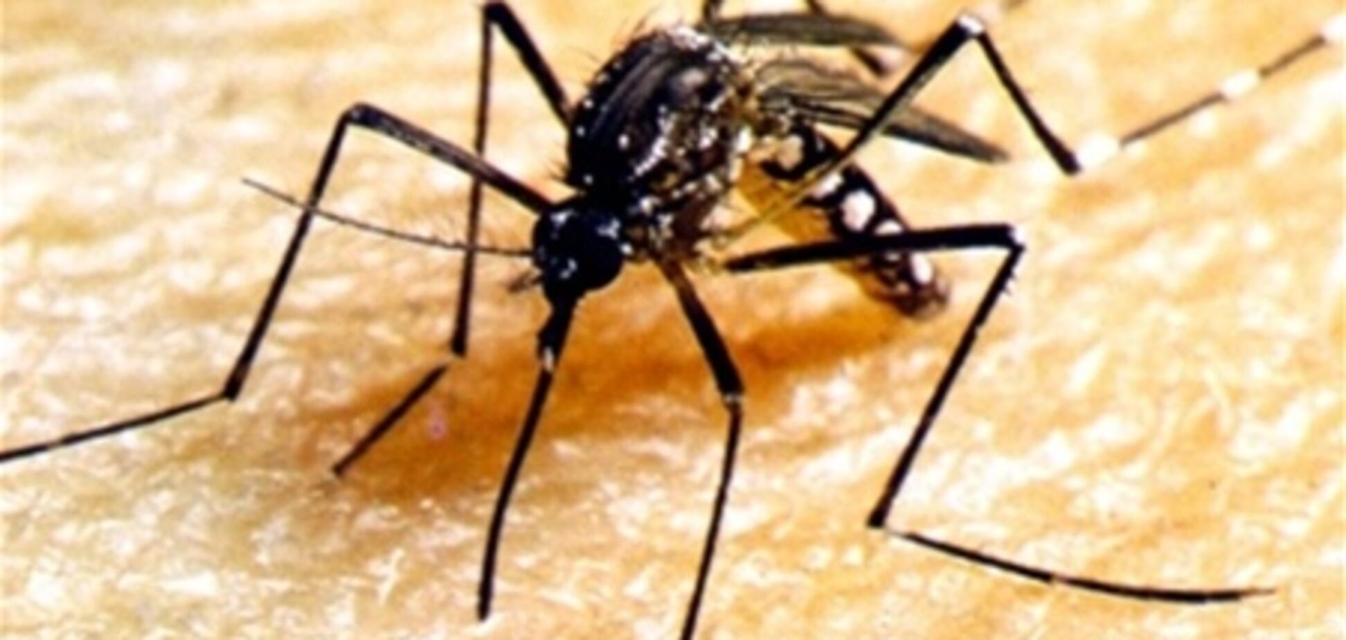 В Сингапуре ожидается вспышка заболевания лихорадкой денге