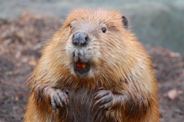 Бешеный бобер убил туриста в Белоруссии