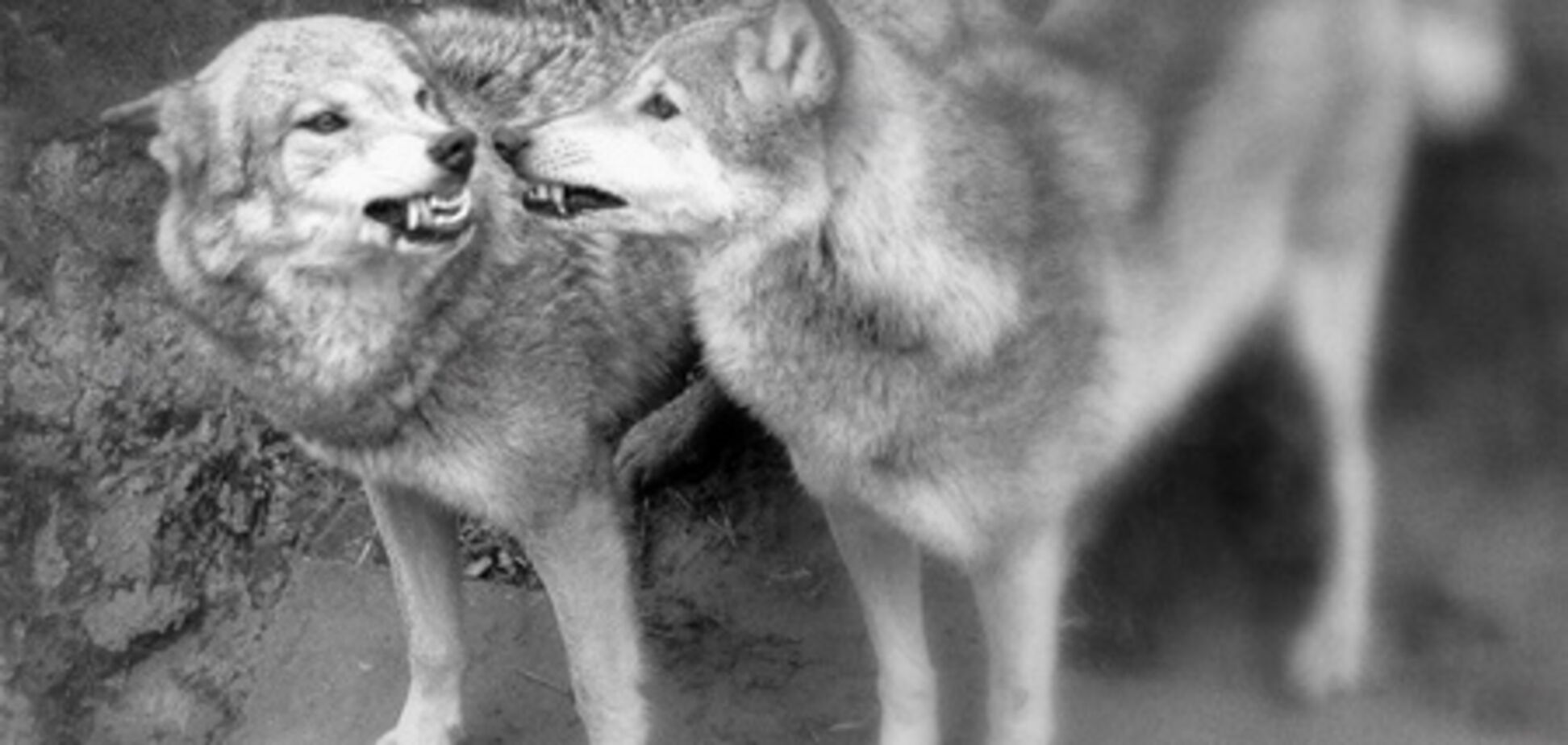 В Киевском зоопарке волчица напала на женщину