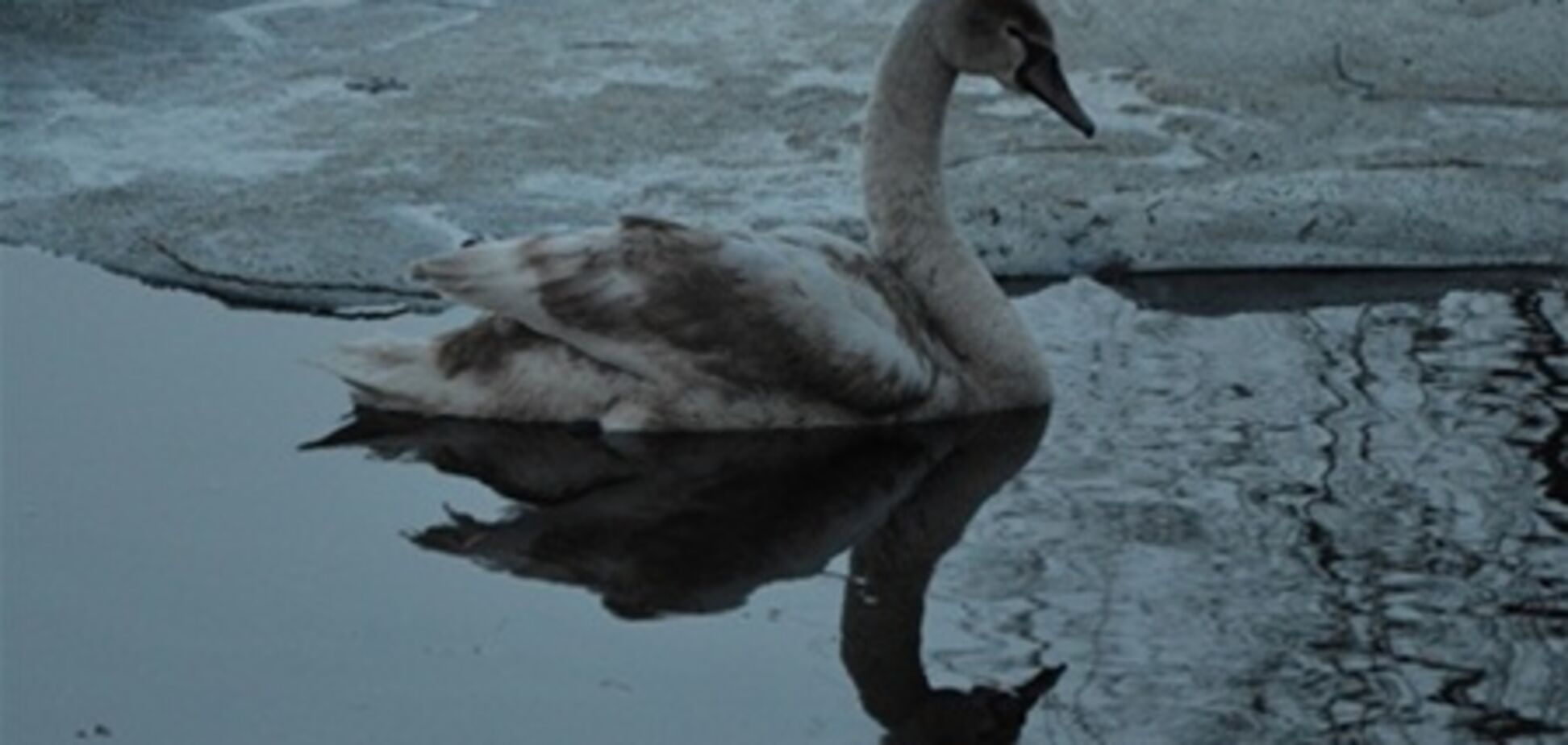 В Киеве спасли лебедя с раненым крылом
