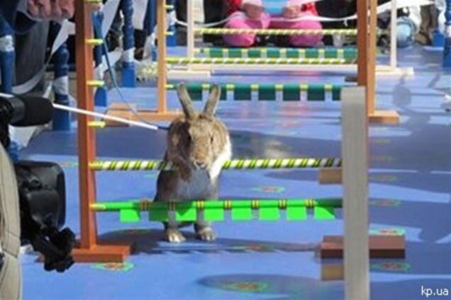 В Харькове прошли первые в Украине кроличьи бега
