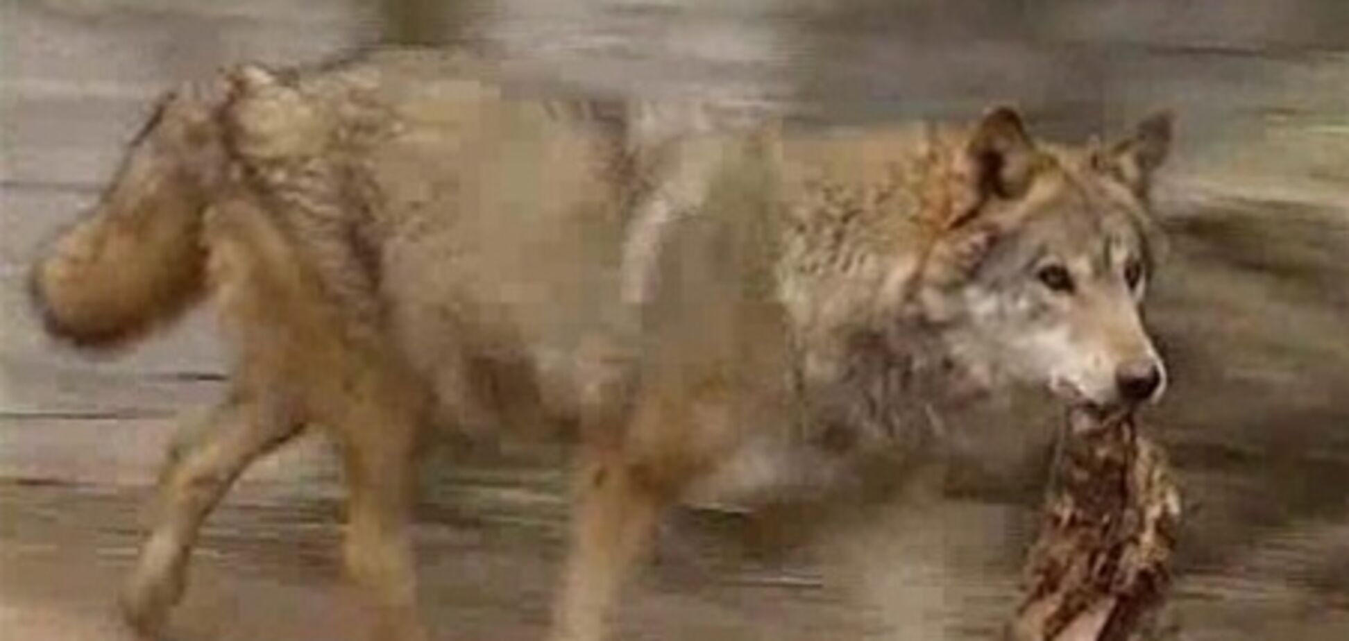 Нападение волчицы в зоопарке: пострадавшей грозит штраф