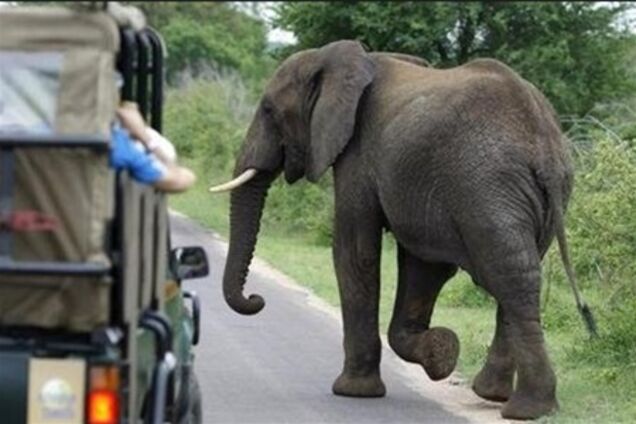 Туристы пострадали в Южной Африке, причиной ДТП стал слон