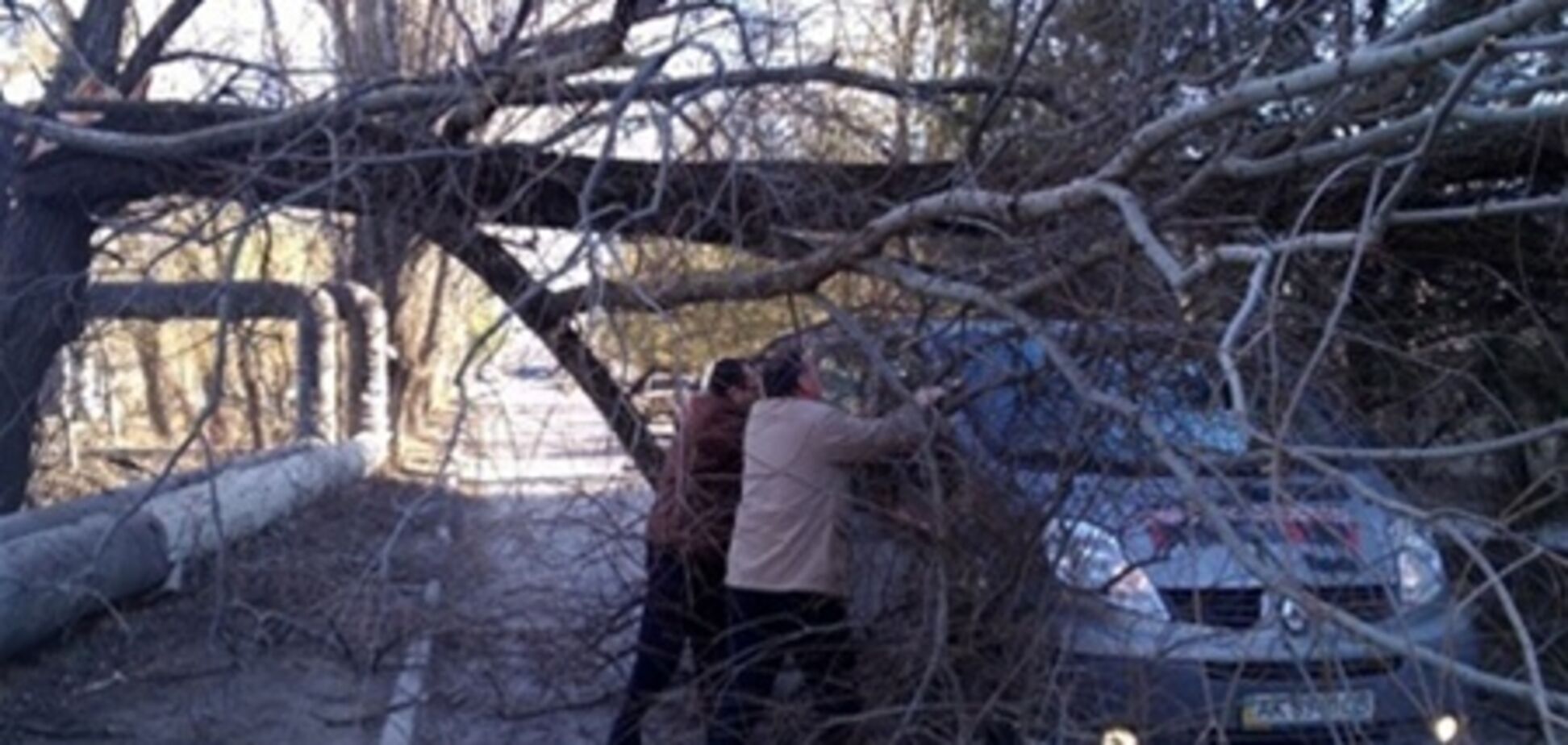 У Криму рятувальники за день 23 рази виїжджали через падіння дерев
