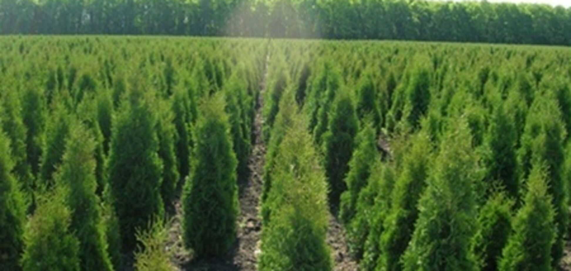 В Украине 20 апреля посадят 2 млн деревьев