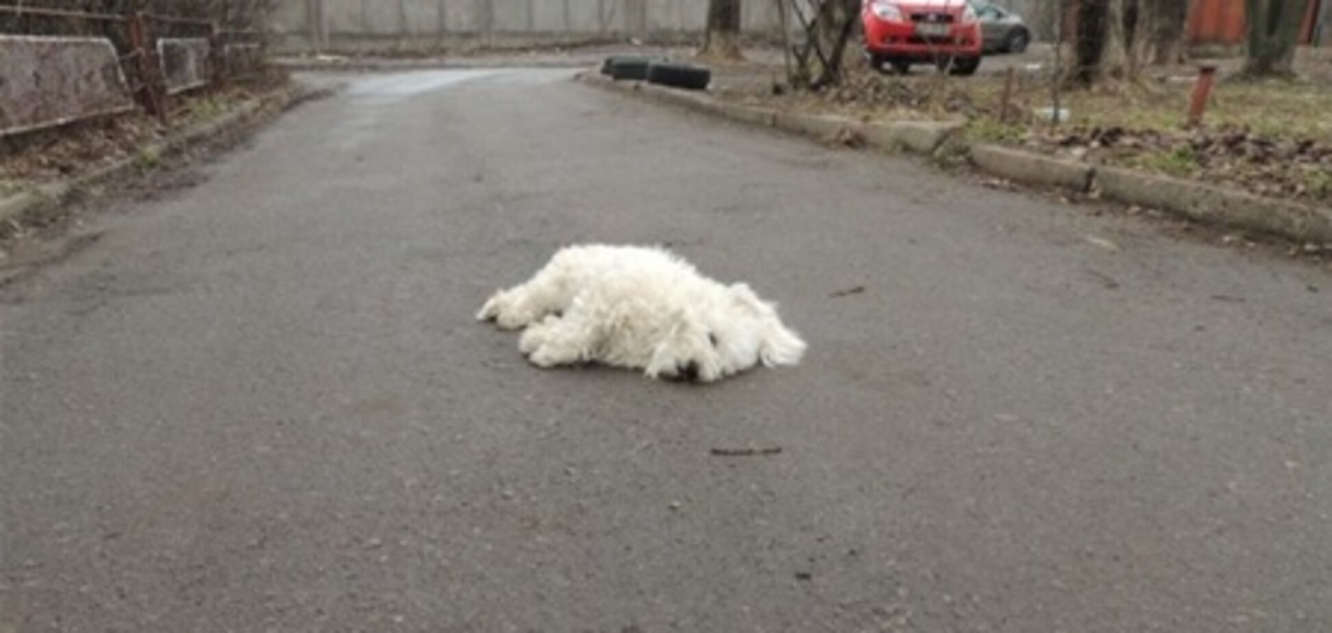 На Нивках с девятого этажа выбросили болонку