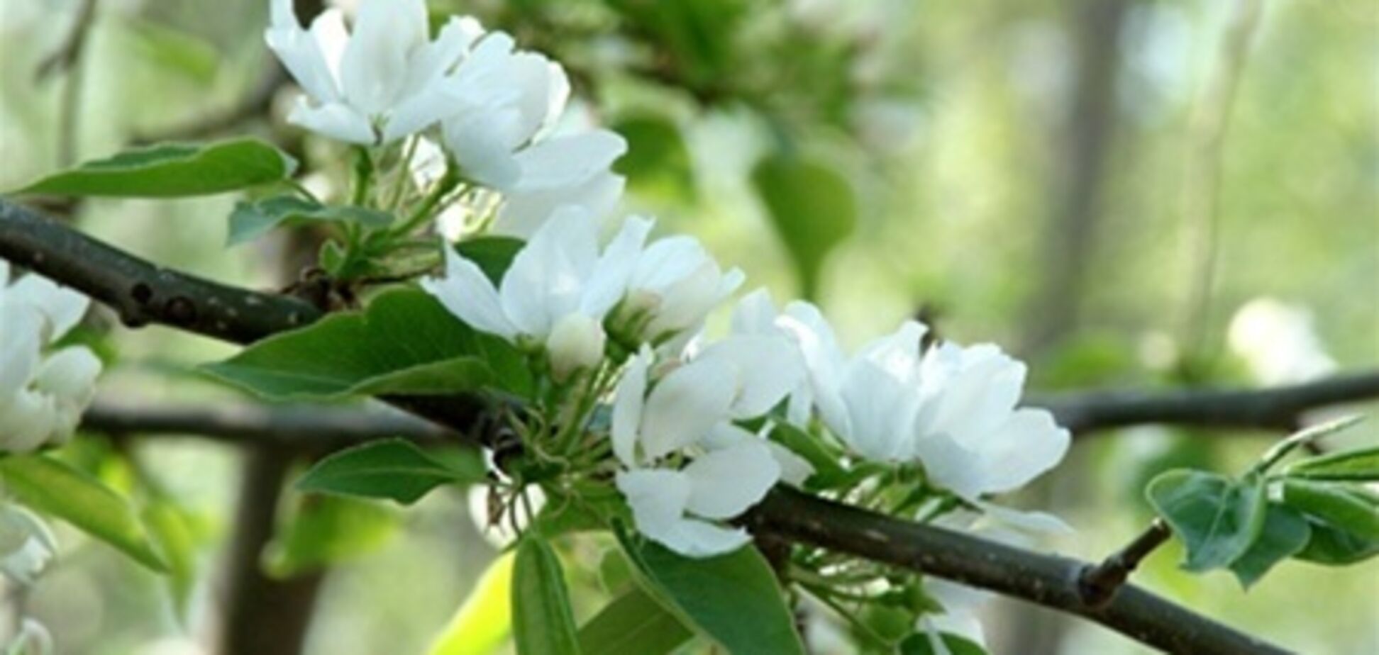 Погода на выходных: тепло и немного дождя