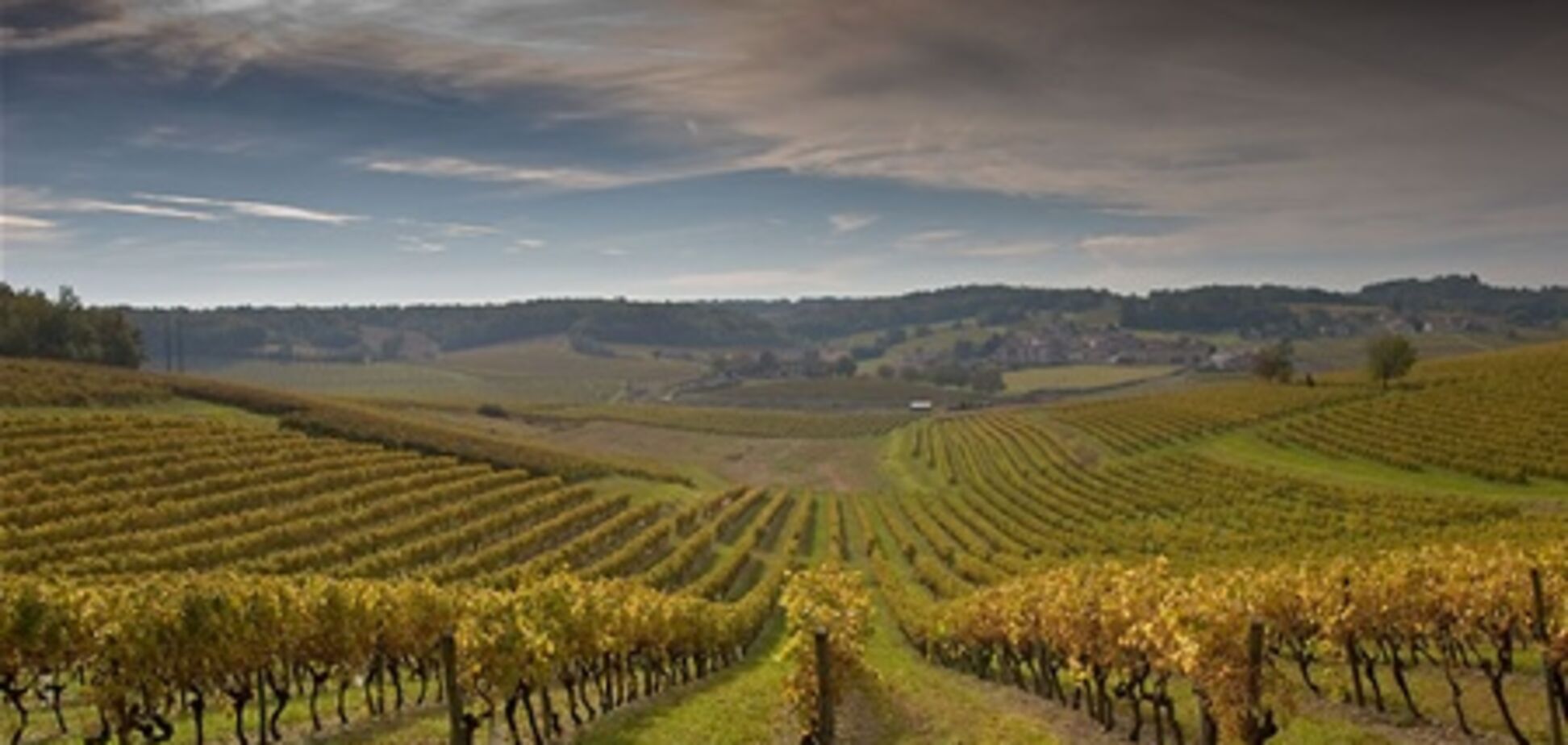 Климатические изменения угрожают виноградарству и виноделию Крыма