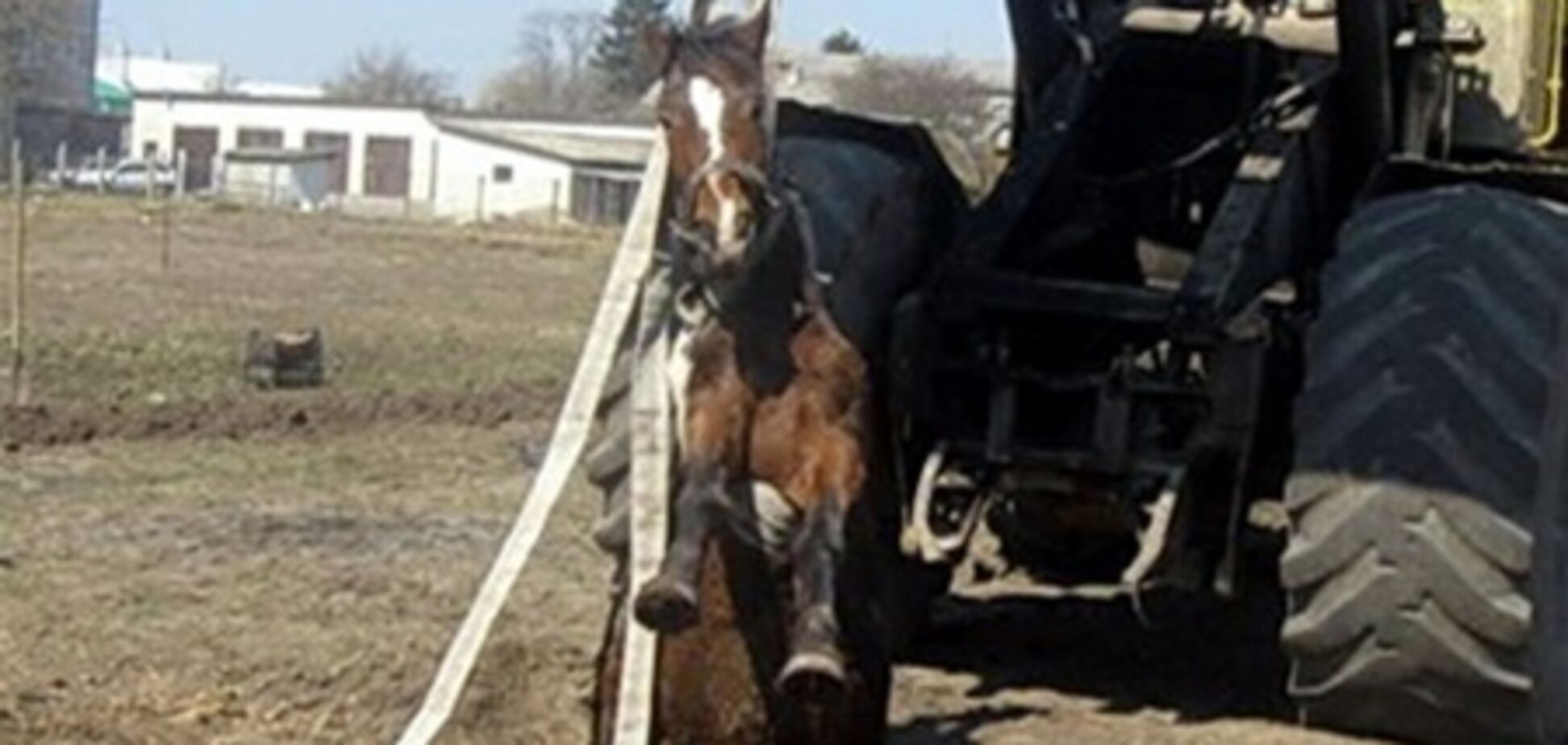 На Тернопільщині рятувальники витягли коня з колодязя
