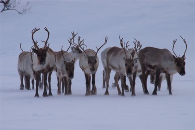 Особенности экстрим-отдыха в Заполярье