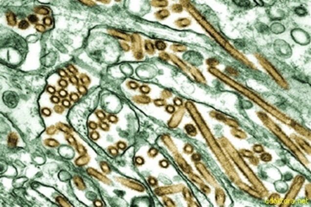 В Китае уже 91 заболевший новым птичьим гриппом