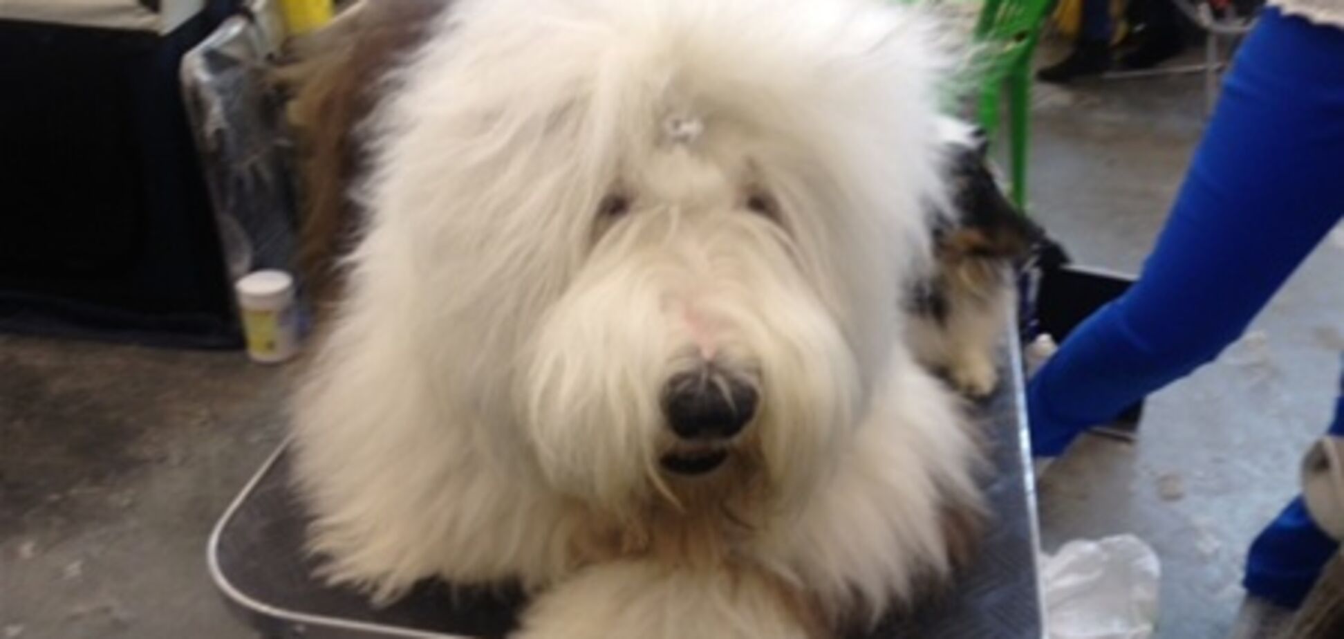 Шоу четвероногих