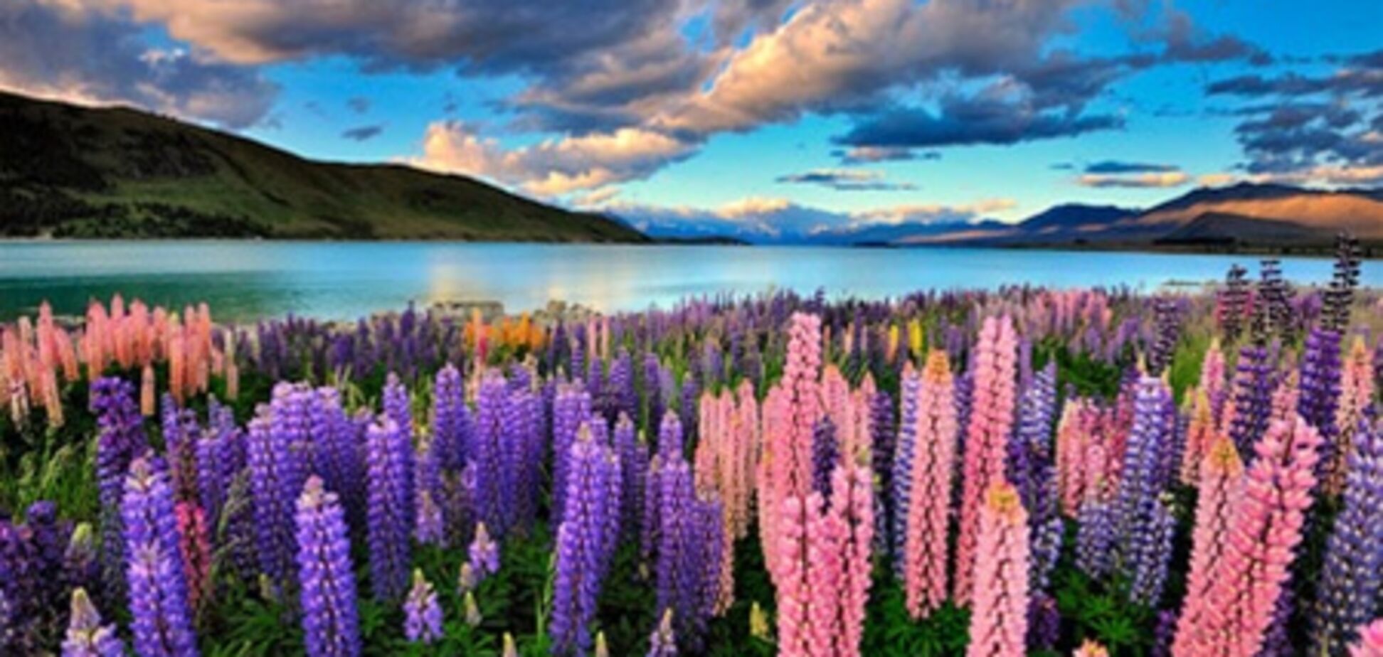 Барвисте цвітіння люпинов на озері Текапо