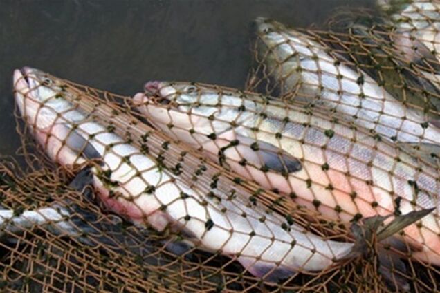 Чиновника Госэкоинспекции поймали на браконьерстве