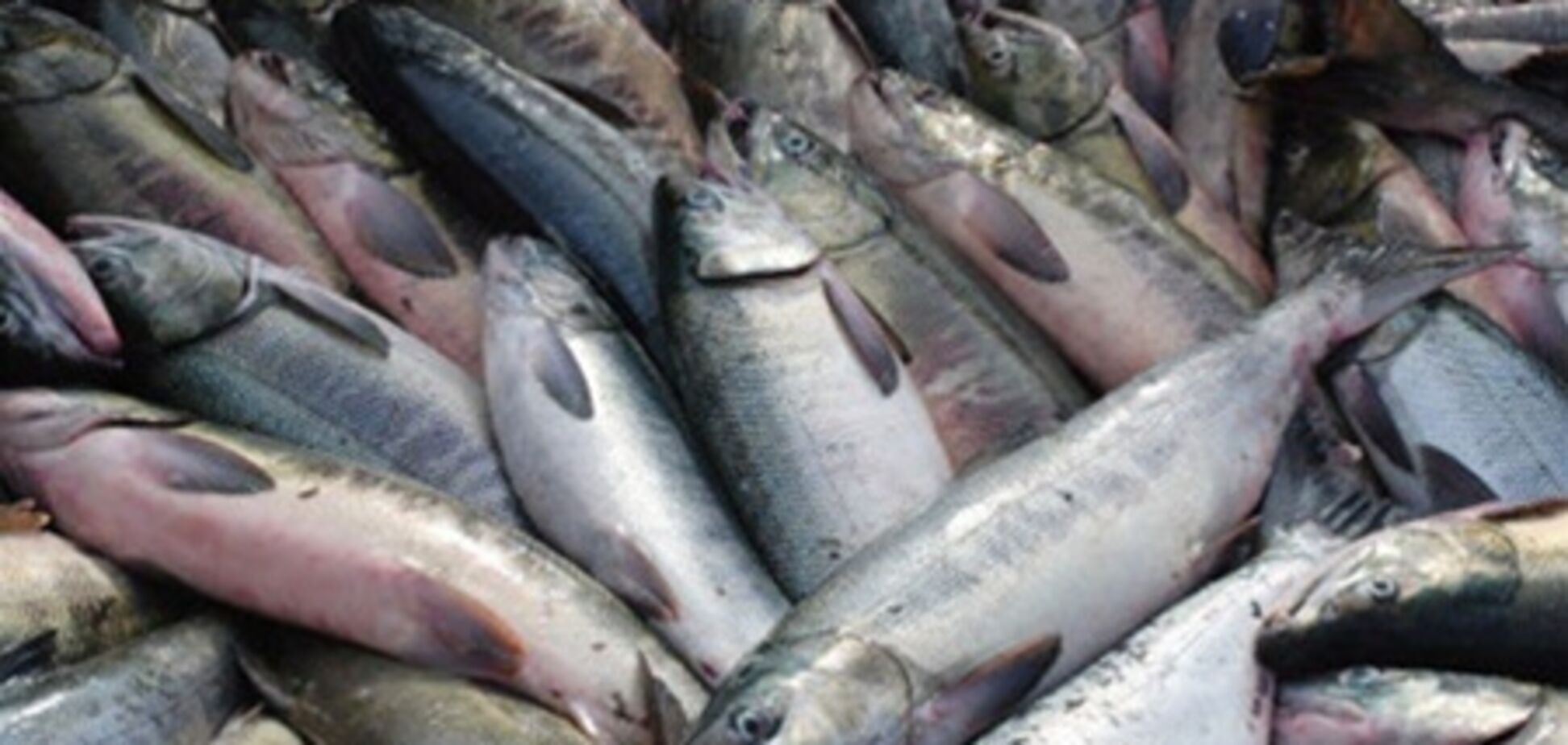 В России могут запретить норвежскую рыбу