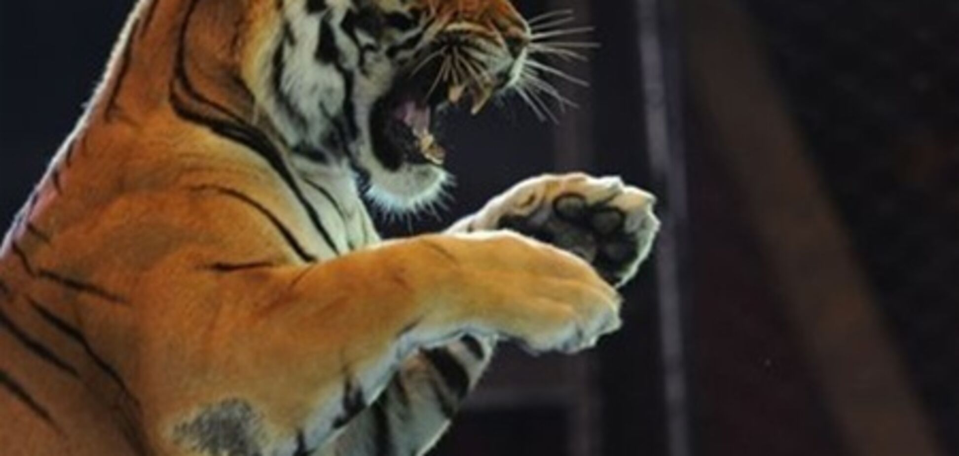 Посетительница цирка встретилась в туалете с тигром 