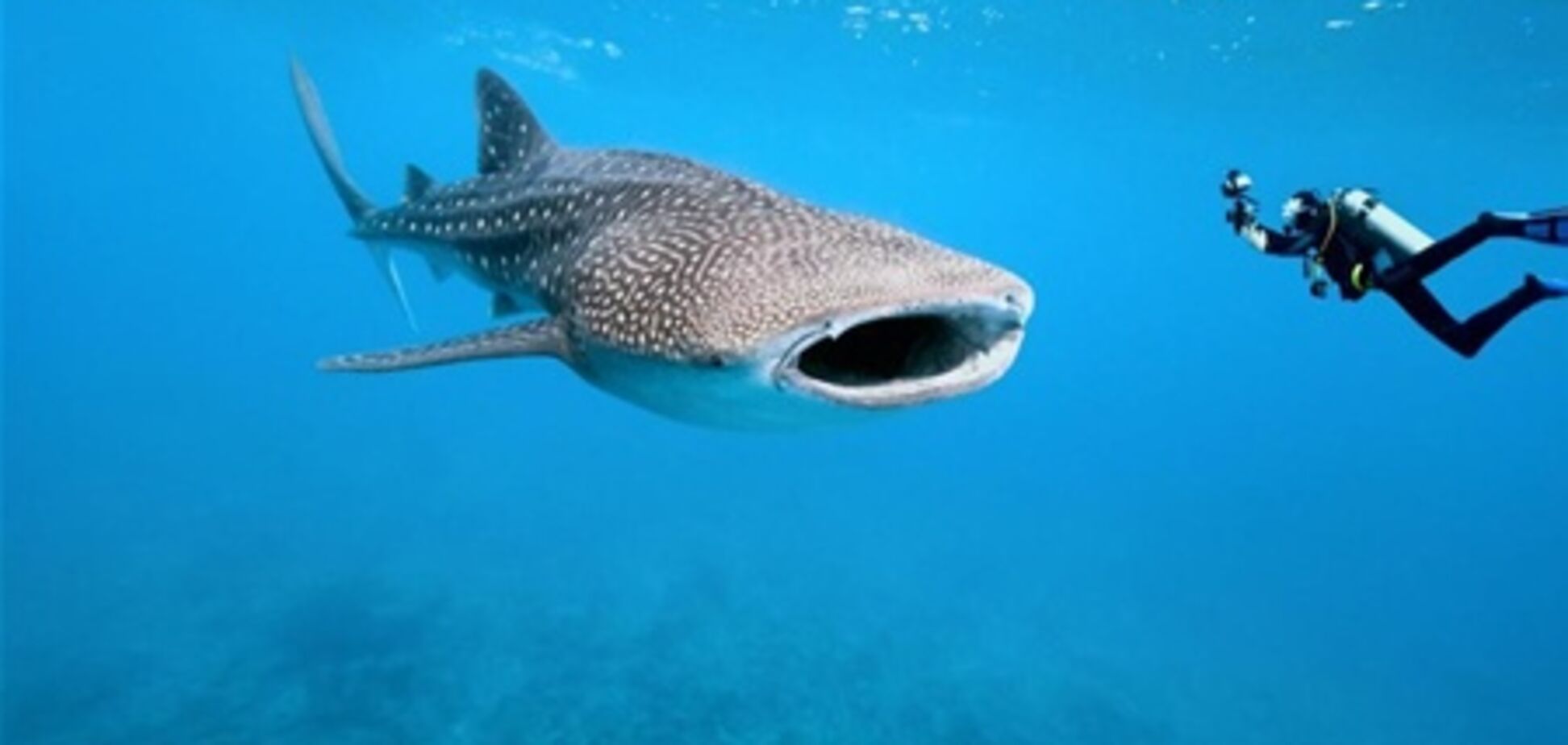 Отель на Мальдивах предлагает гостям поработать морскими биологами