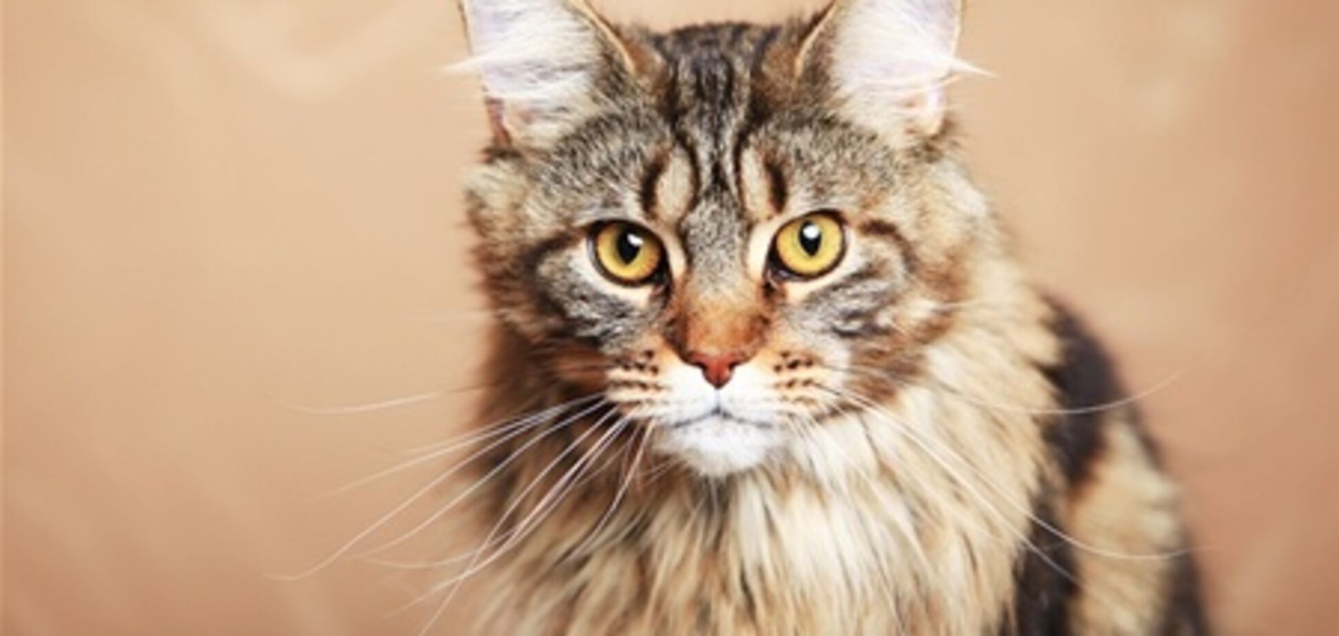 Фелинотерапия. Как лечиться с помощью кошек