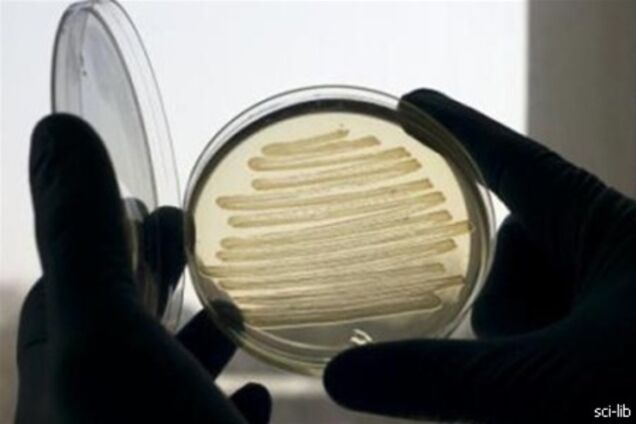 Ученые выяснили, как бактерии восстанавливают свою ДНК