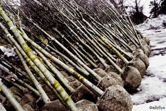 Крещатик засадят красными каштанами