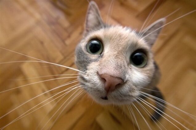 Подмосковье ждет в гости любителей котов