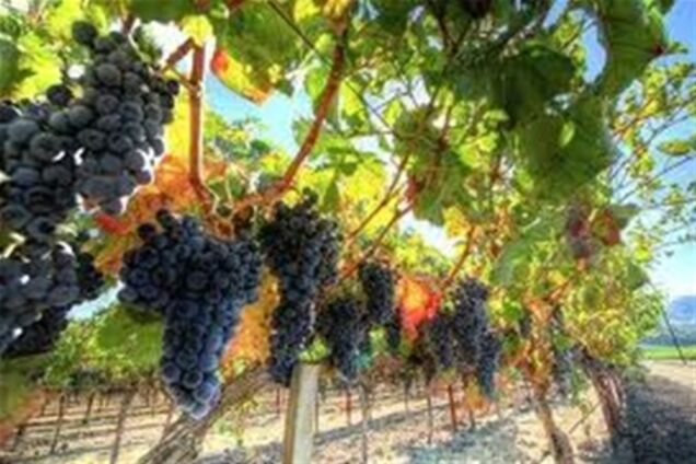 'Лисий хвост'  на виноградниках