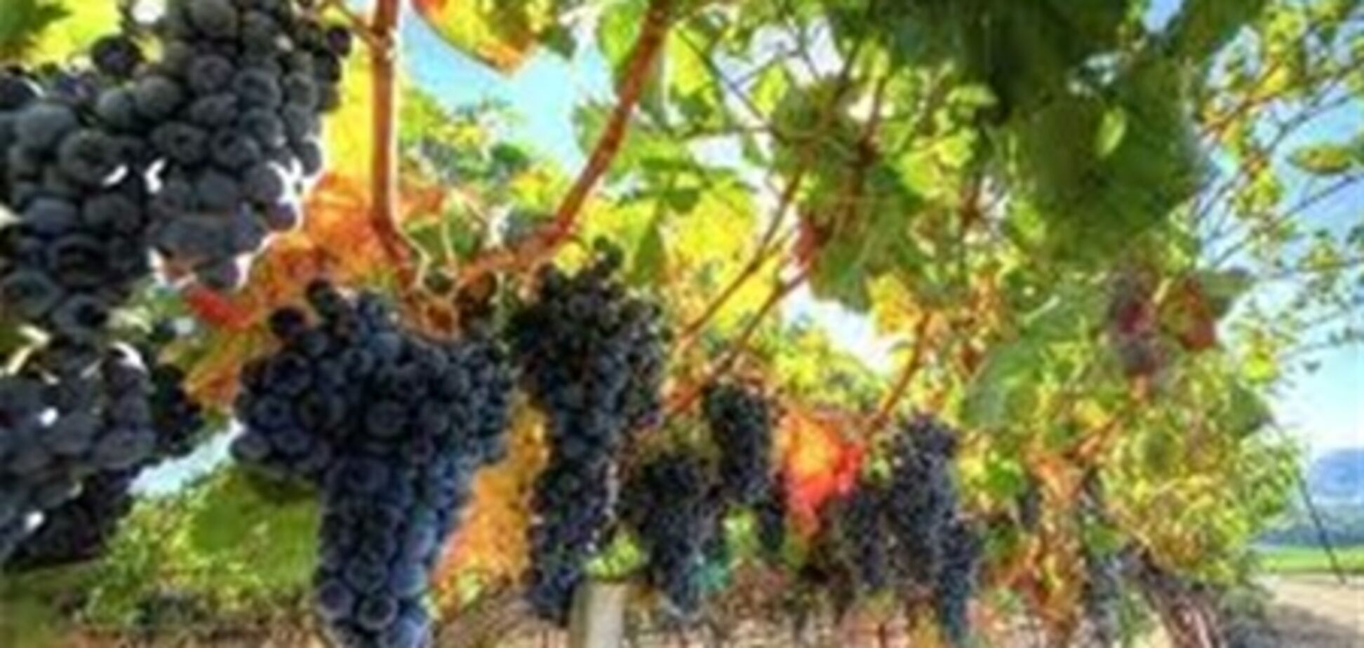 'Лисий хвост' на виноградниках