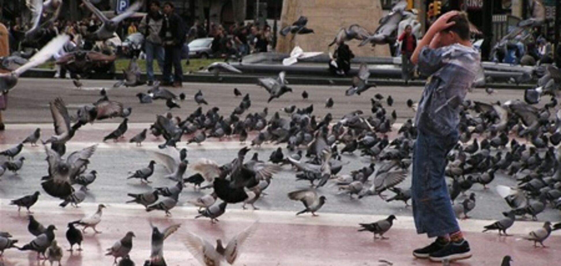 Мадрид наводнили голуби и термиты