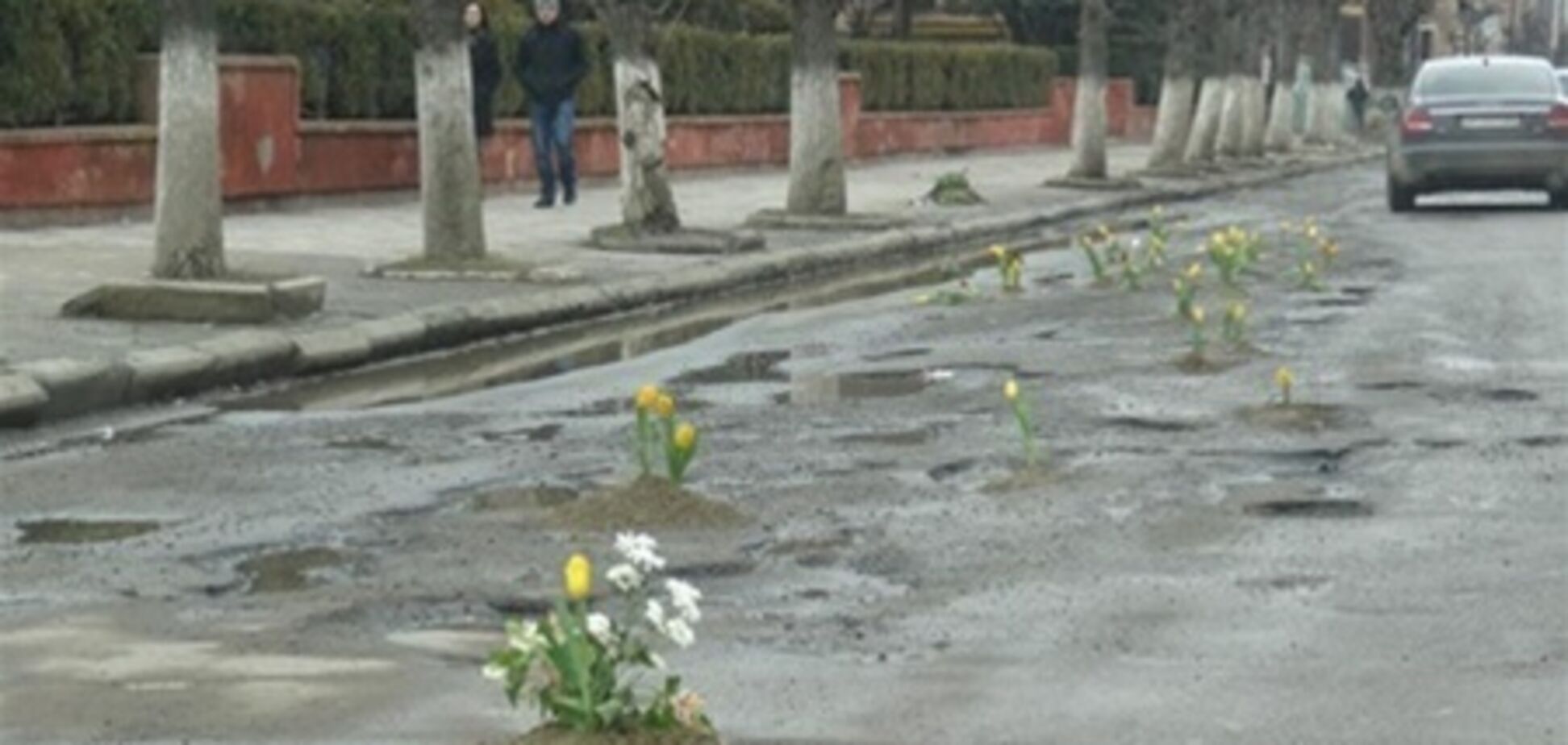 В Коломые в ямах на дороге посадили тюльпаны. Видео