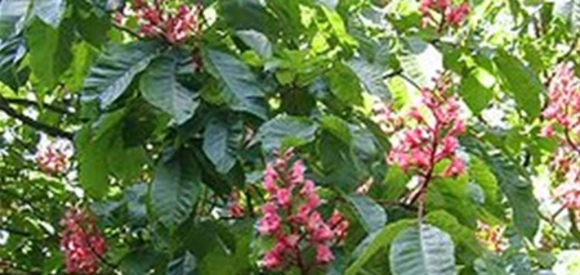 В Киеве зацветут итальянские каштаны