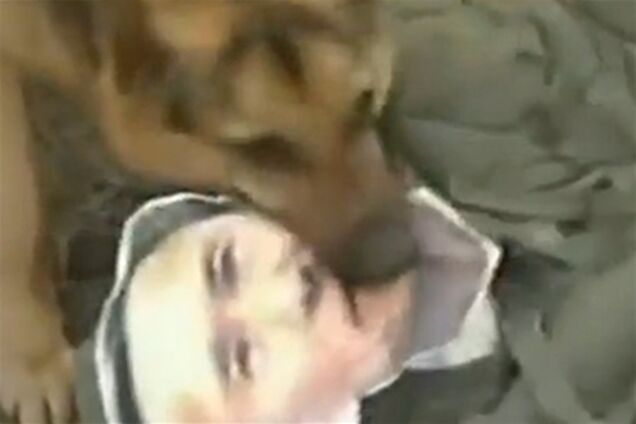 КНДР натаскує собак на військових чиновників Південної Кореї. Відео