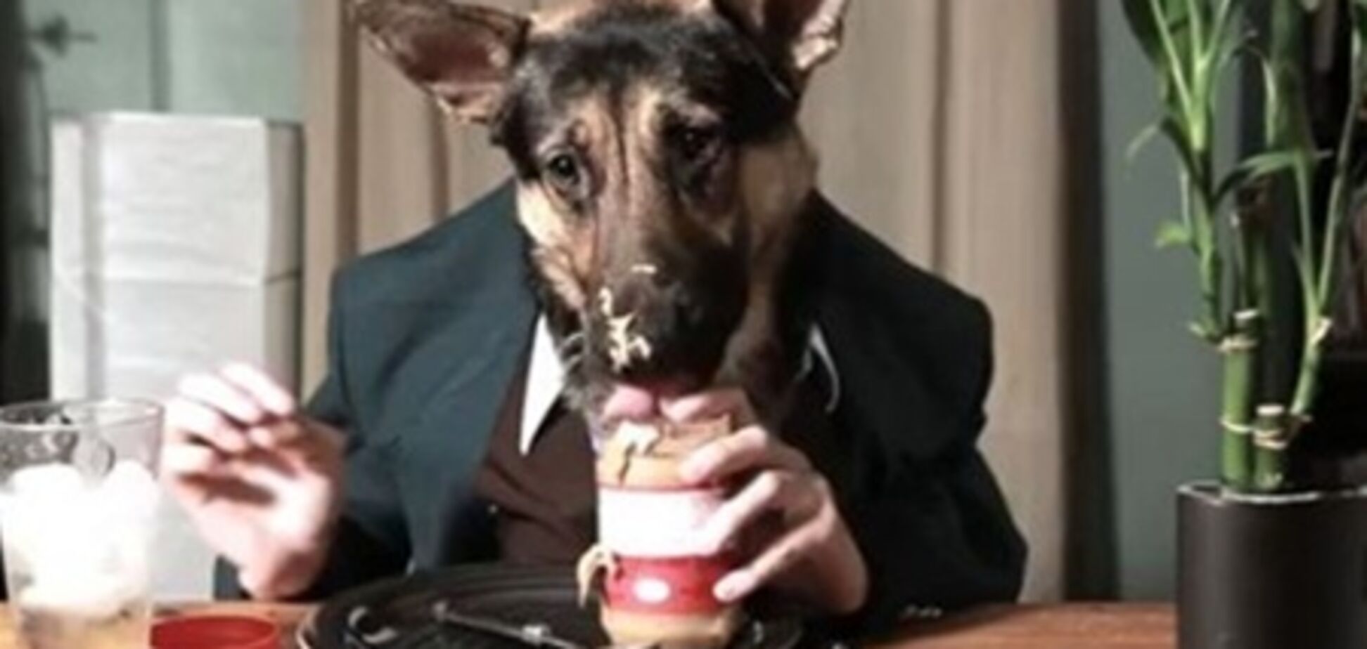 Немецкая овчарка демонстрирует застольные манеры. Видео