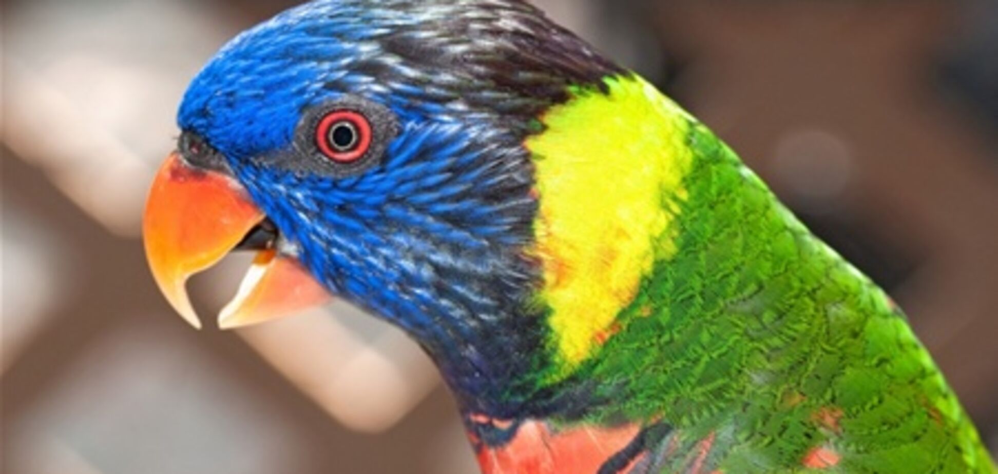 Попугаи атаковали Boeing-777 Air France