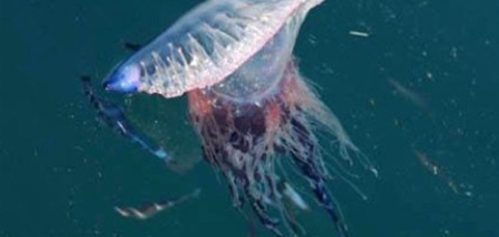 Смертоносные медузы атаковали испанские пляжи. Видео