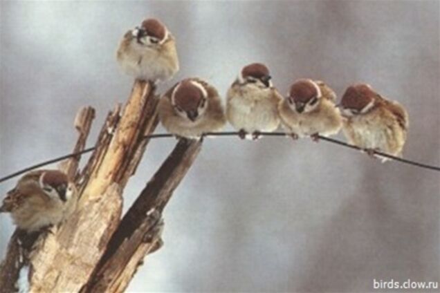 У Москві підліток розстріляв перехожих, переплутавши їх з горобцями