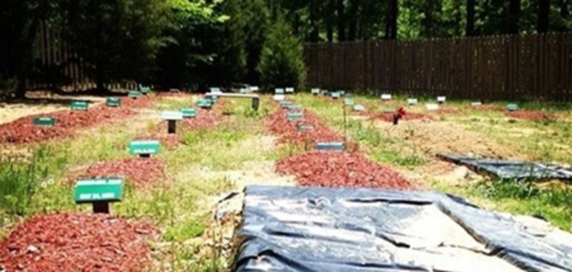 Законность похорон Царнаева будет проверена