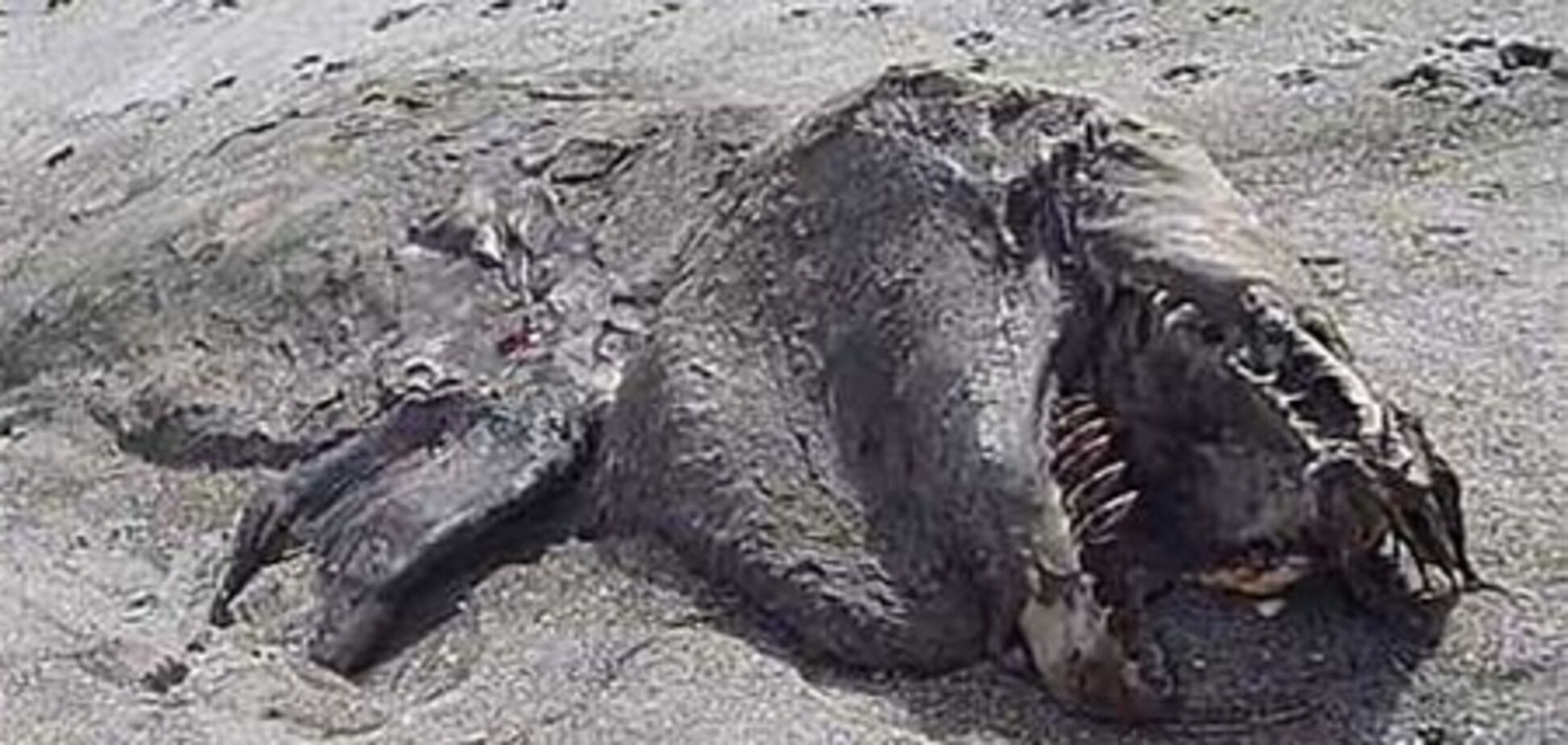 В Новой Зеландии на пляже обнаружили неизвестное чудовище