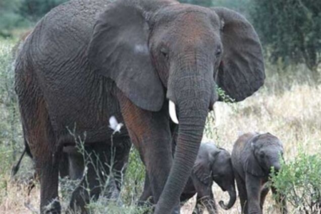 Браконьєри вбили 26 слонів у заповіднику в ЦАР