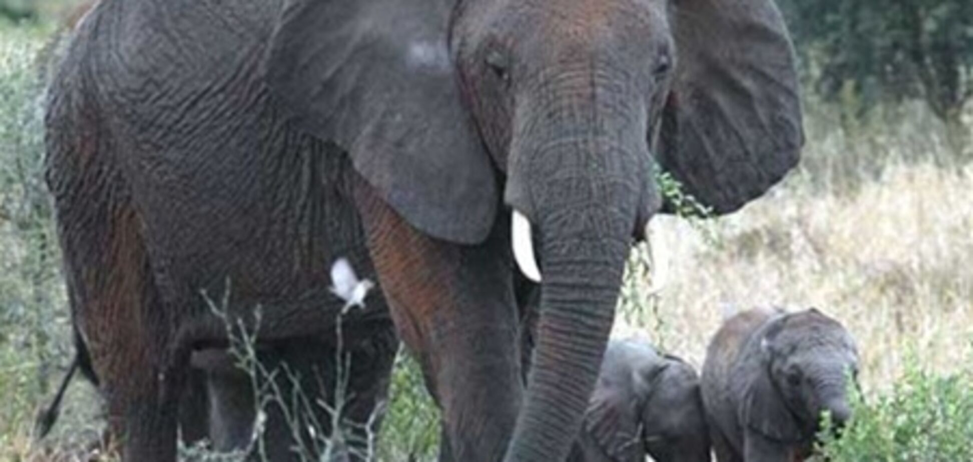 Браконьеры убили 26 слонов в заповеднике в ЦАР