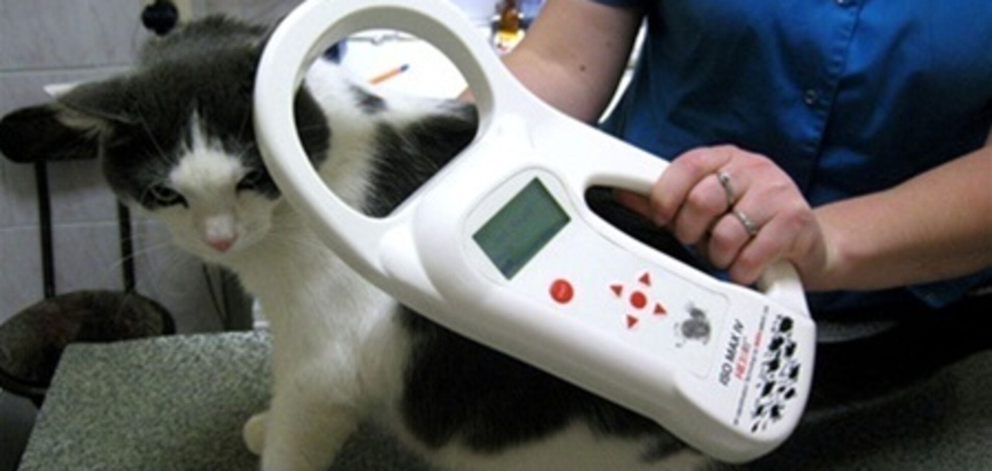 Талліннським кішкам починають імплантувати чіпи