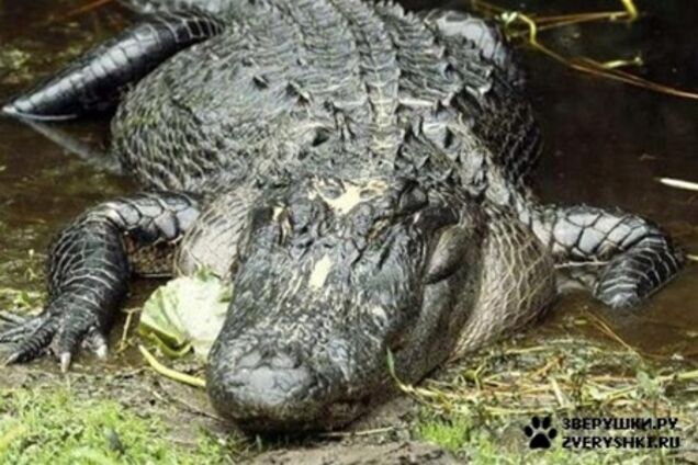 Американца, сбежавшего от полиции, задержал аллигатор