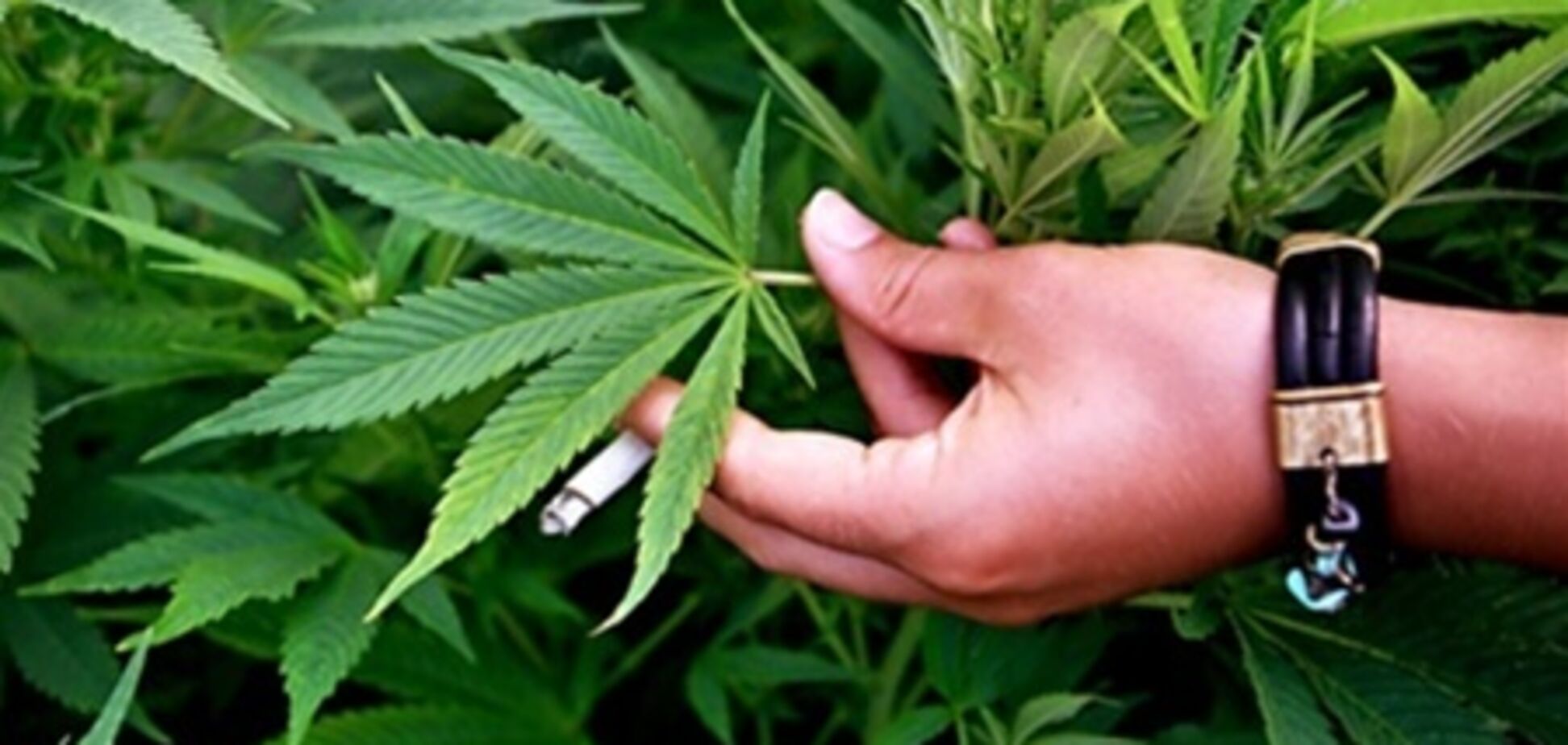 У Грузії розглядають питання легалізації марихуани