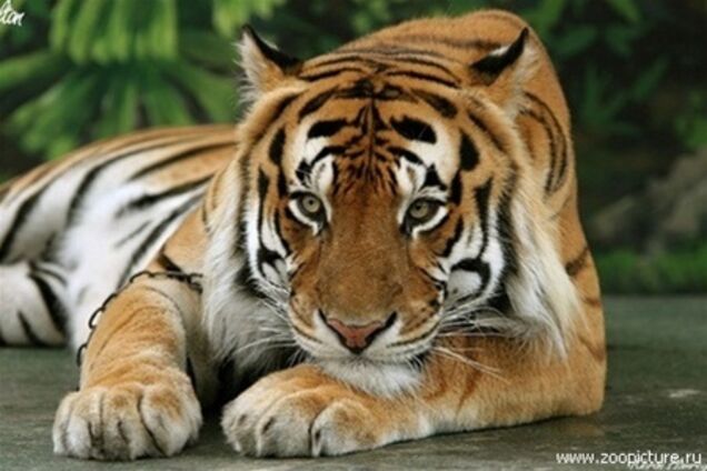 Сбежавший цирковой тигр не на шутку напугал жителей Хмельницкого