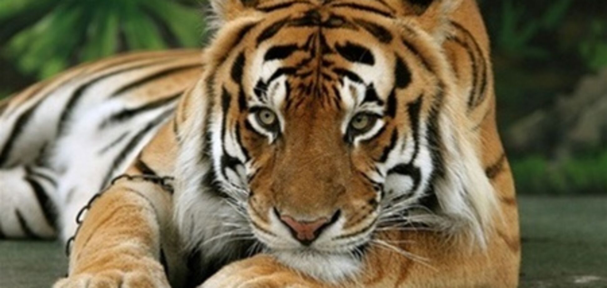 Сбежавший цирковий тигр не на жарт налякав жителів Хмельницького