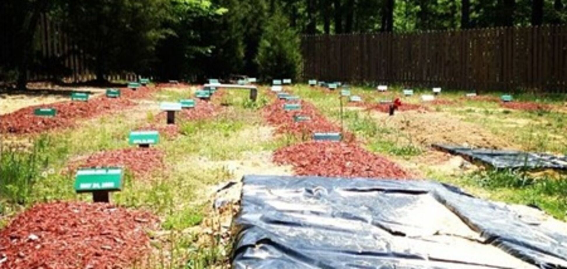 Мусульмане Вирджинии возмущены похоронами Царнаева