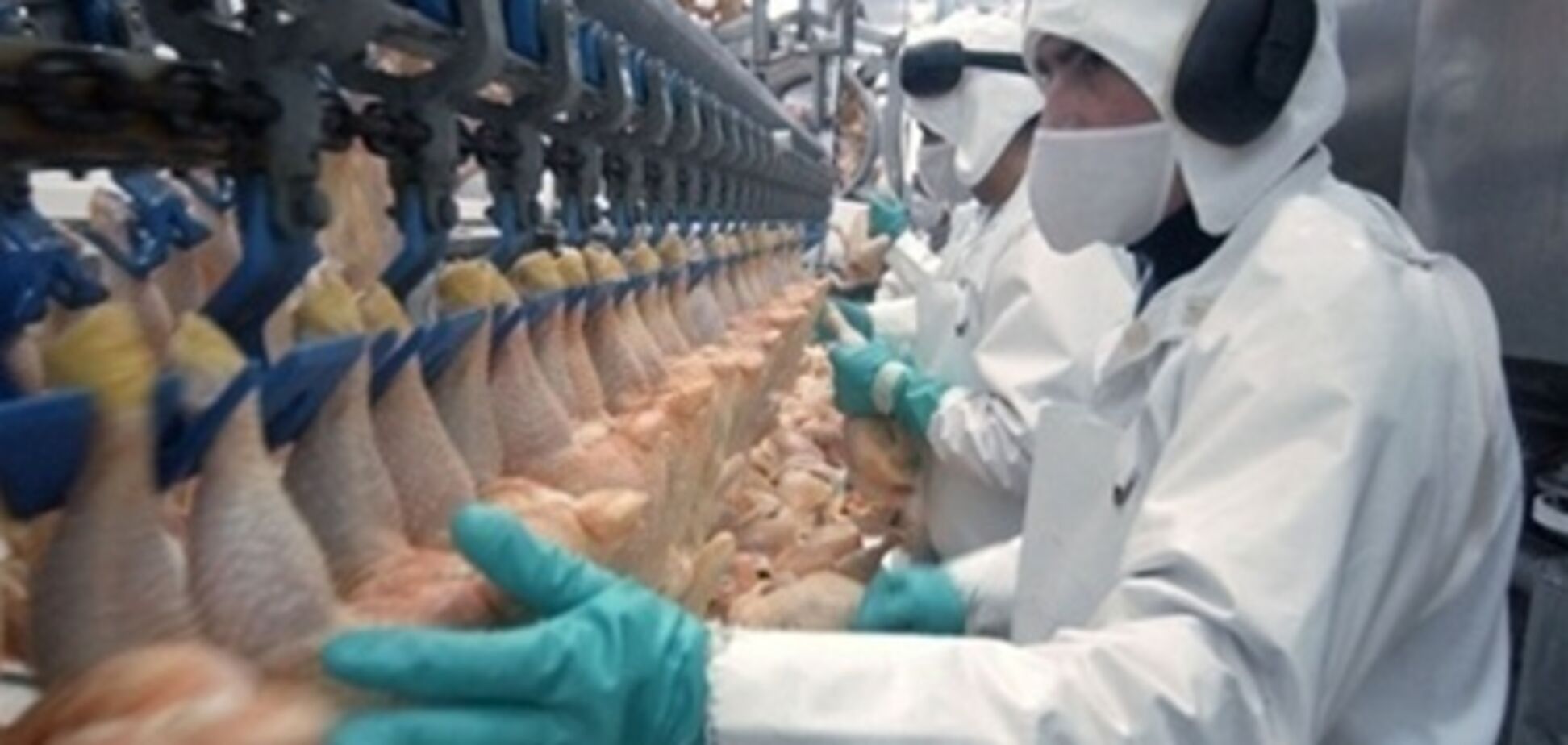 Вывоз украинской курятины запретили из-за сальмонеллы