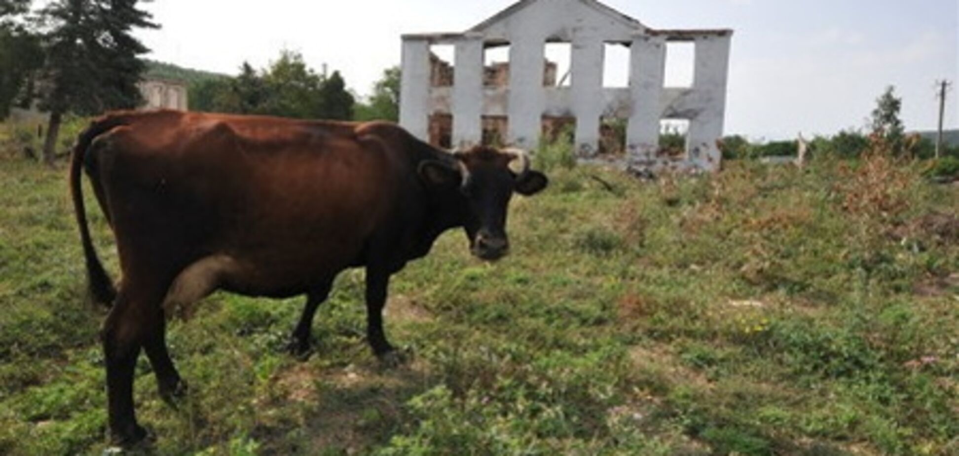 В России водитель мопеда погиб, врезавшись в корову